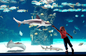 Shedd Aquarium Chicago